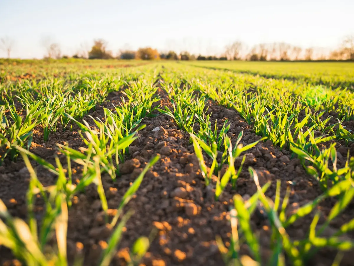 Farm field